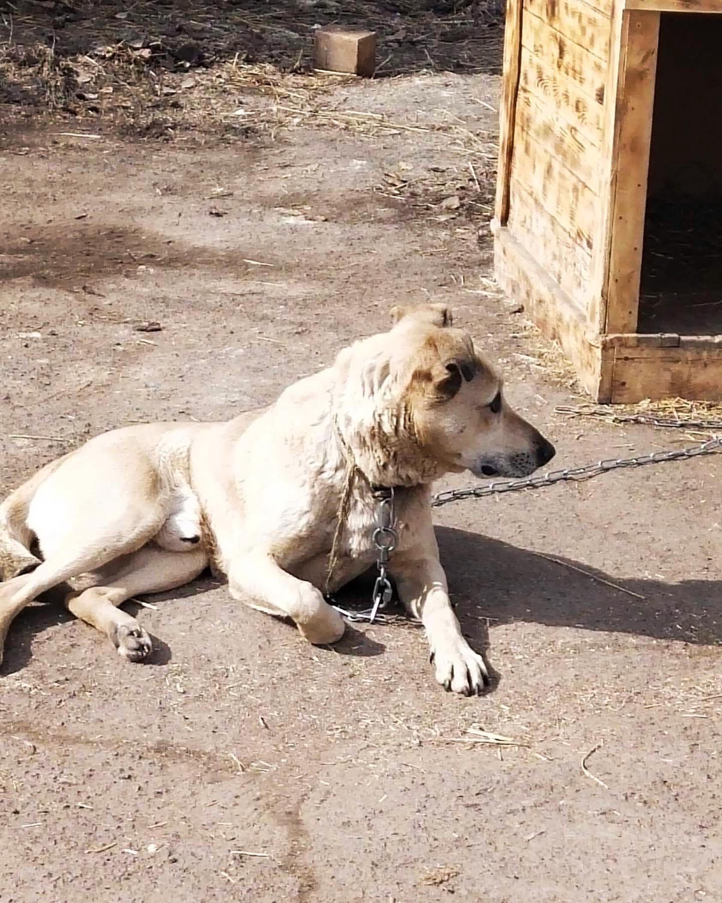 Приют для бездомных животных “Добрые руки»..